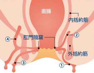 い 腫瘍 もん しゅう こう 肛門周囲膿瘍(こうもんしゅういのうよう)